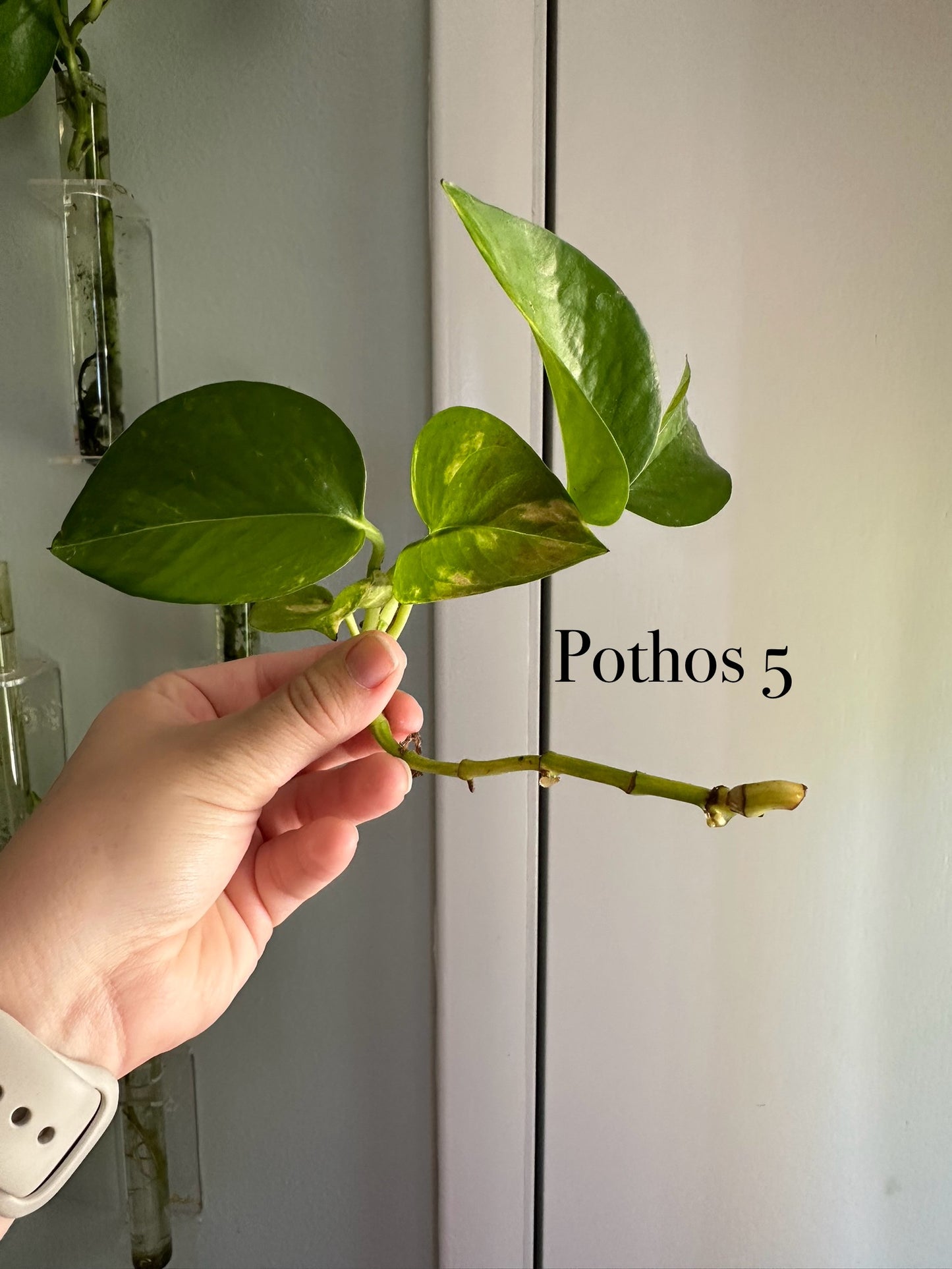 Plants