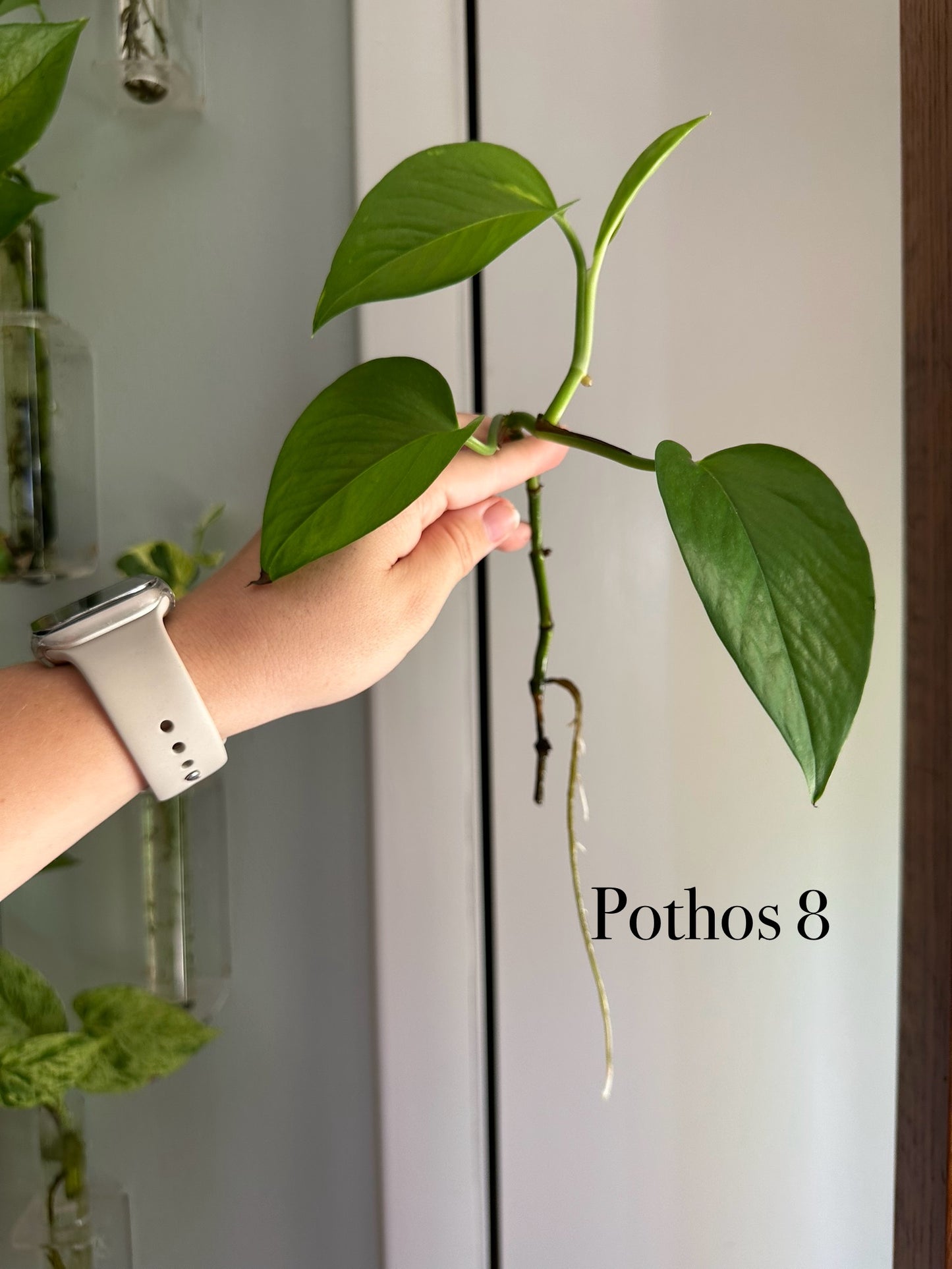 Plants