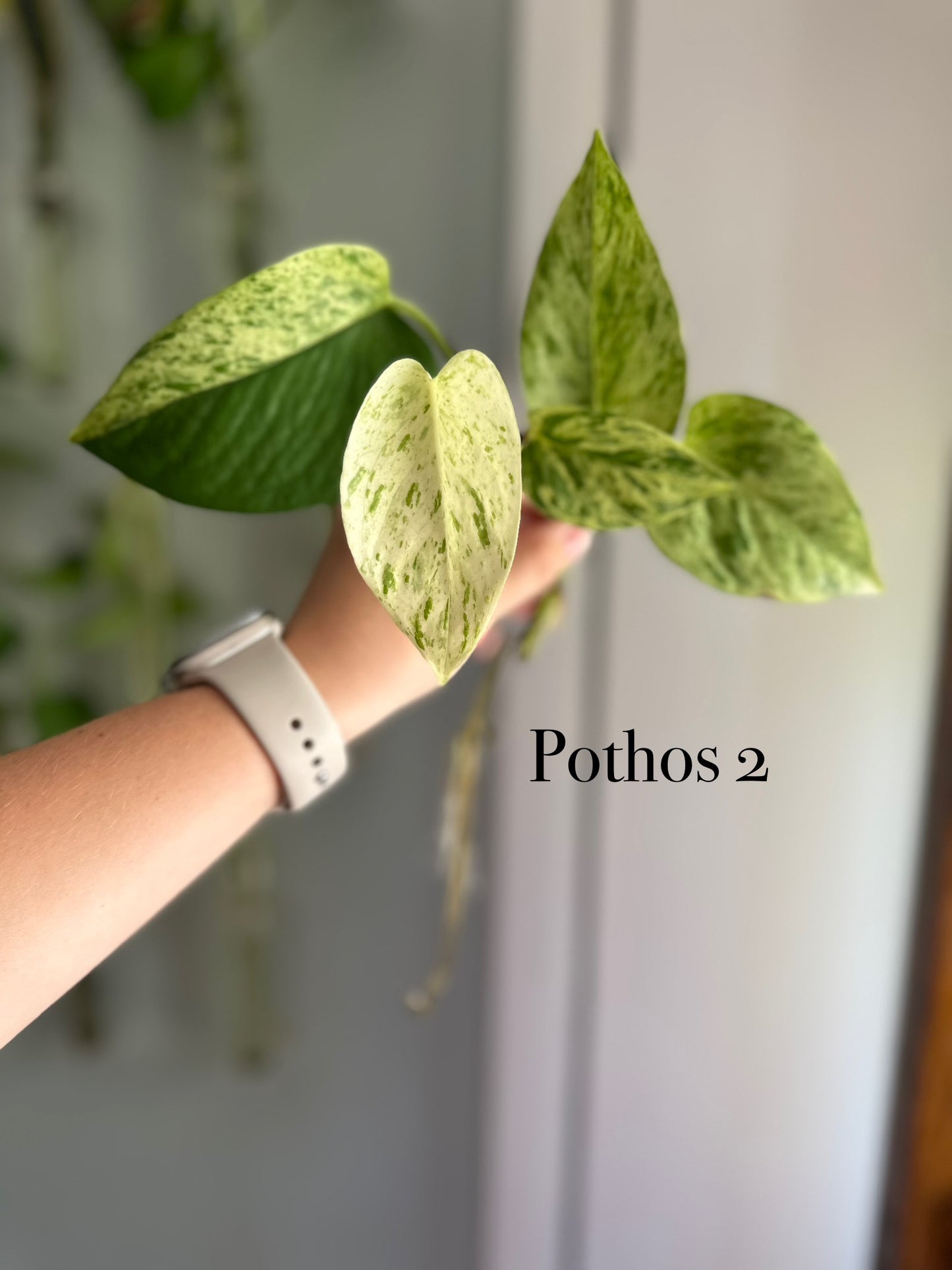 Plants