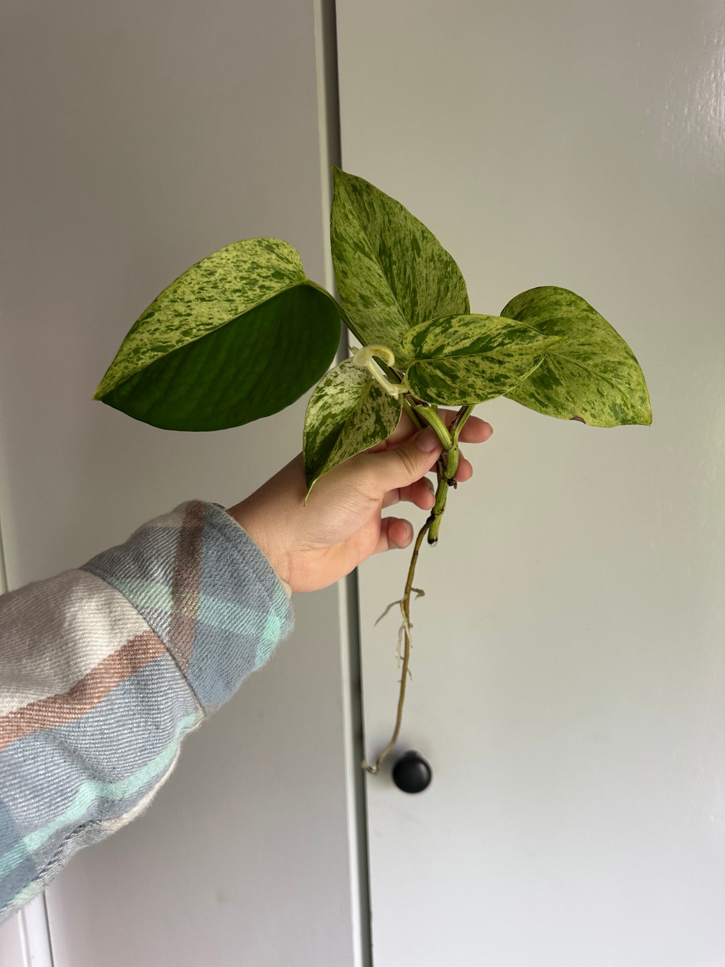 Plants