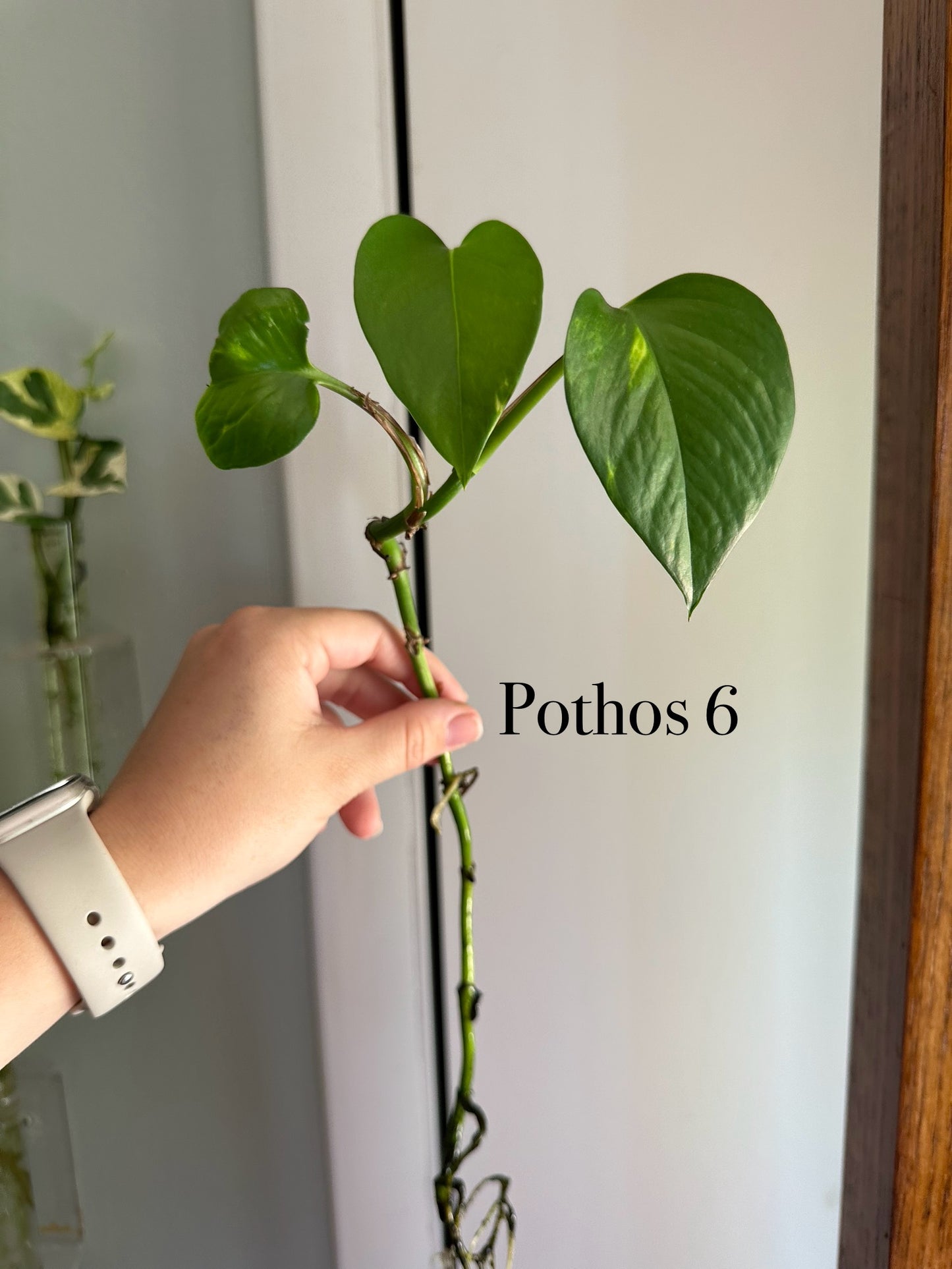 Plants