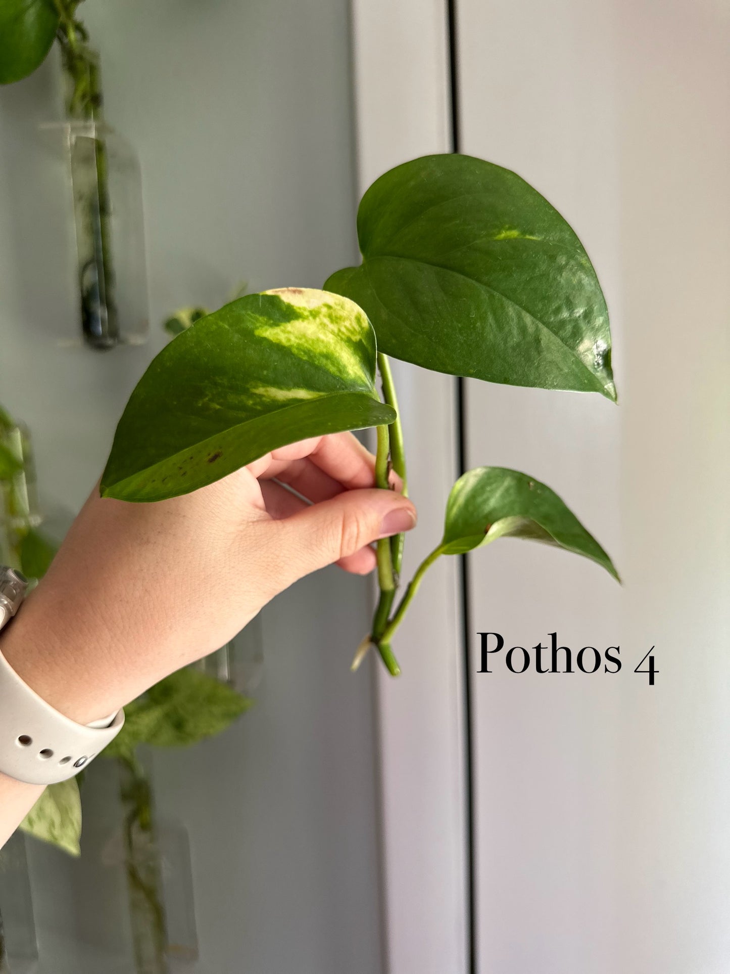 Plants