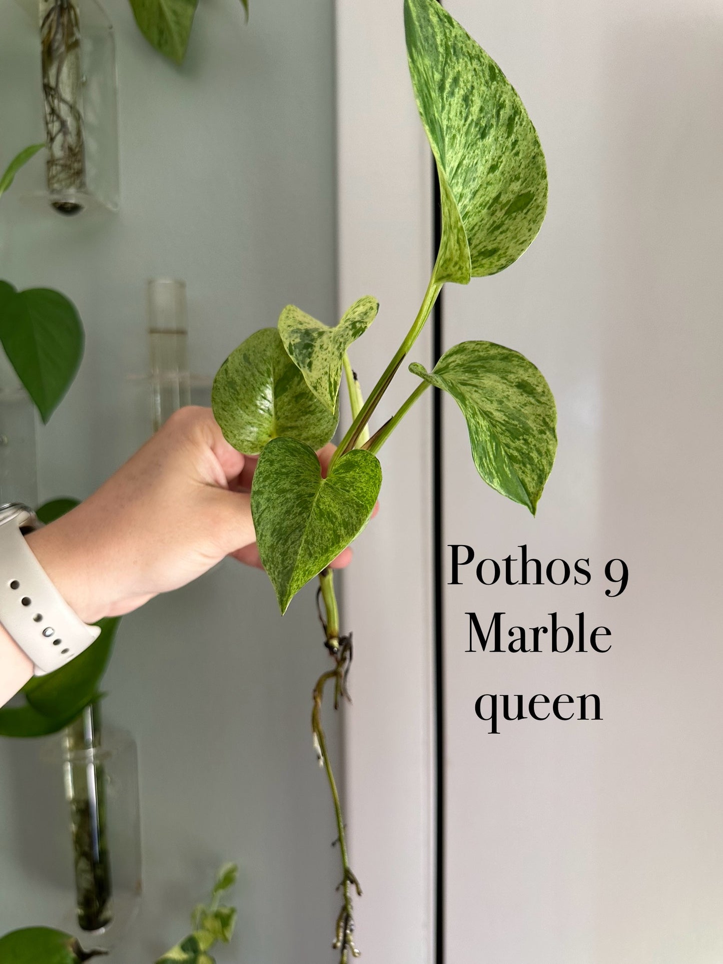 Plants