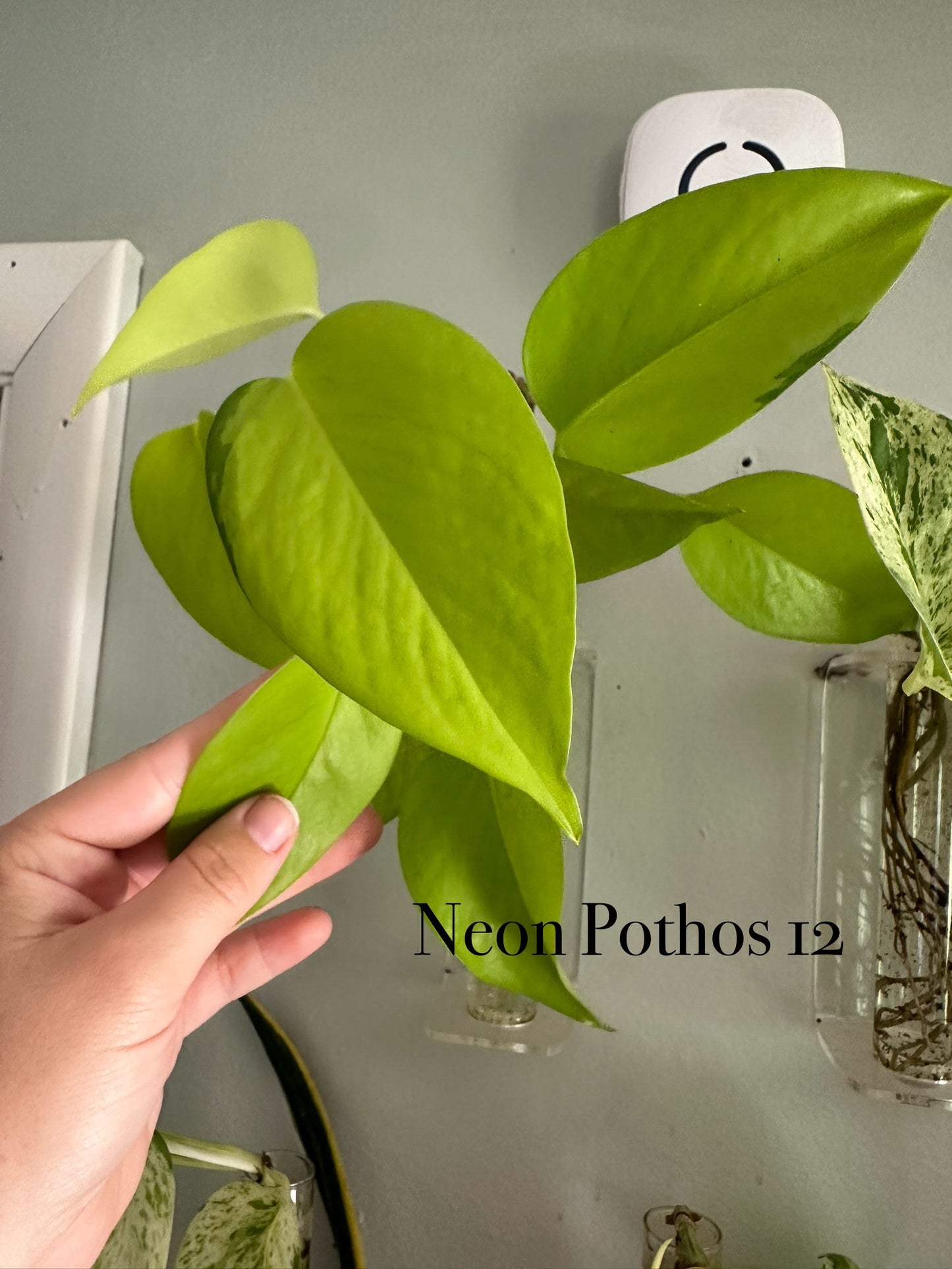 Plants