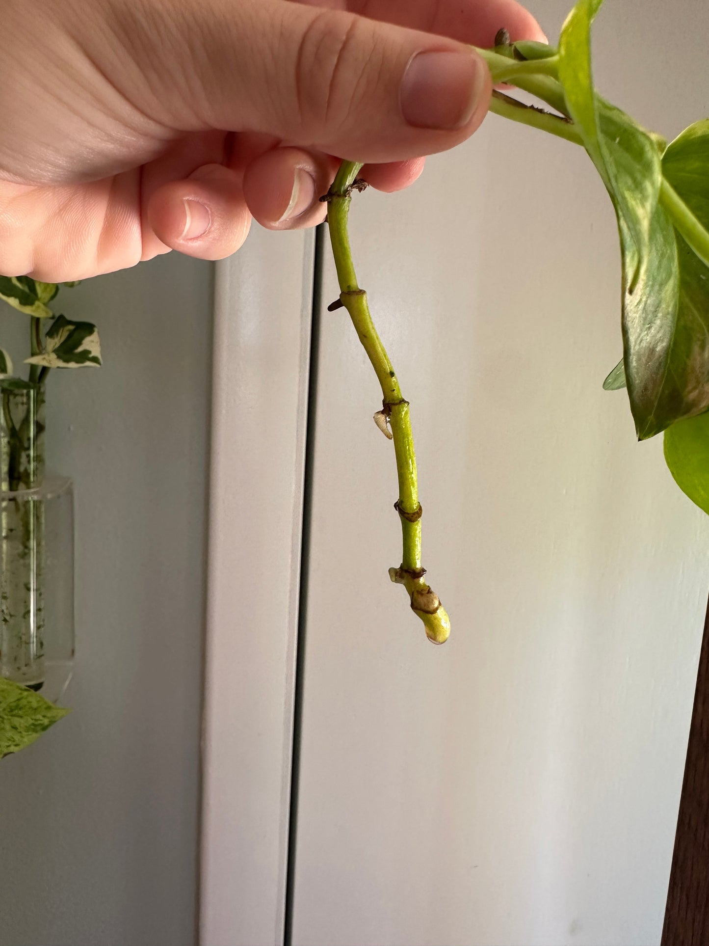 Plants