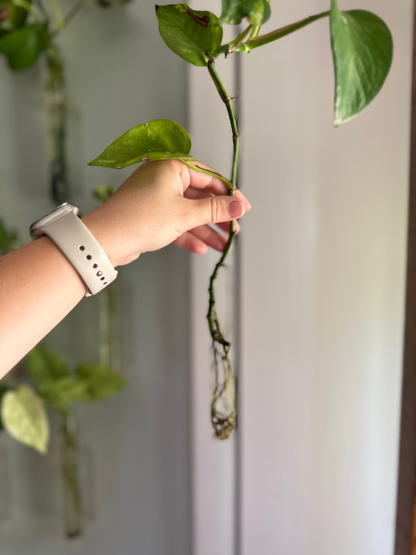 Plants