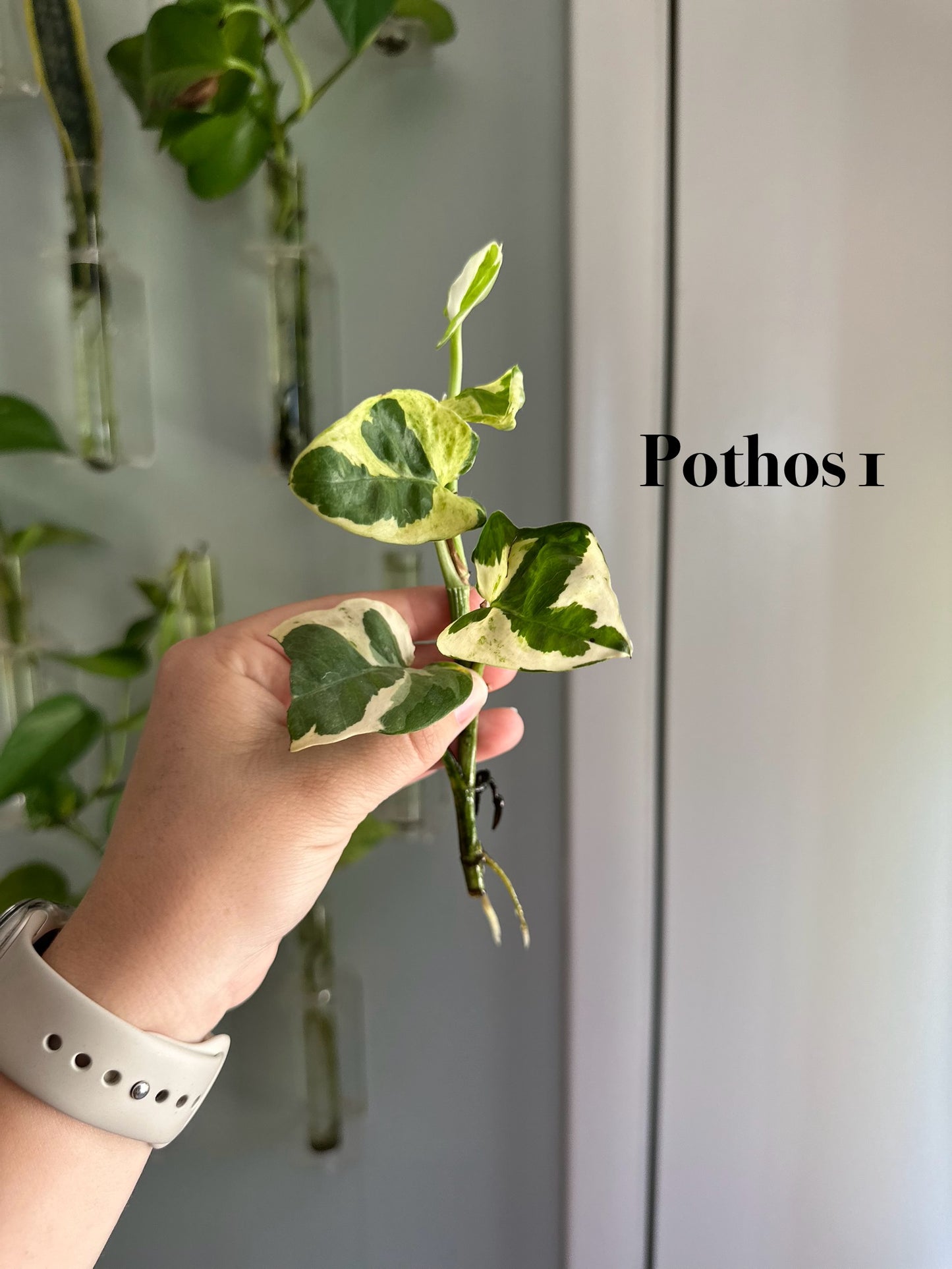Plants