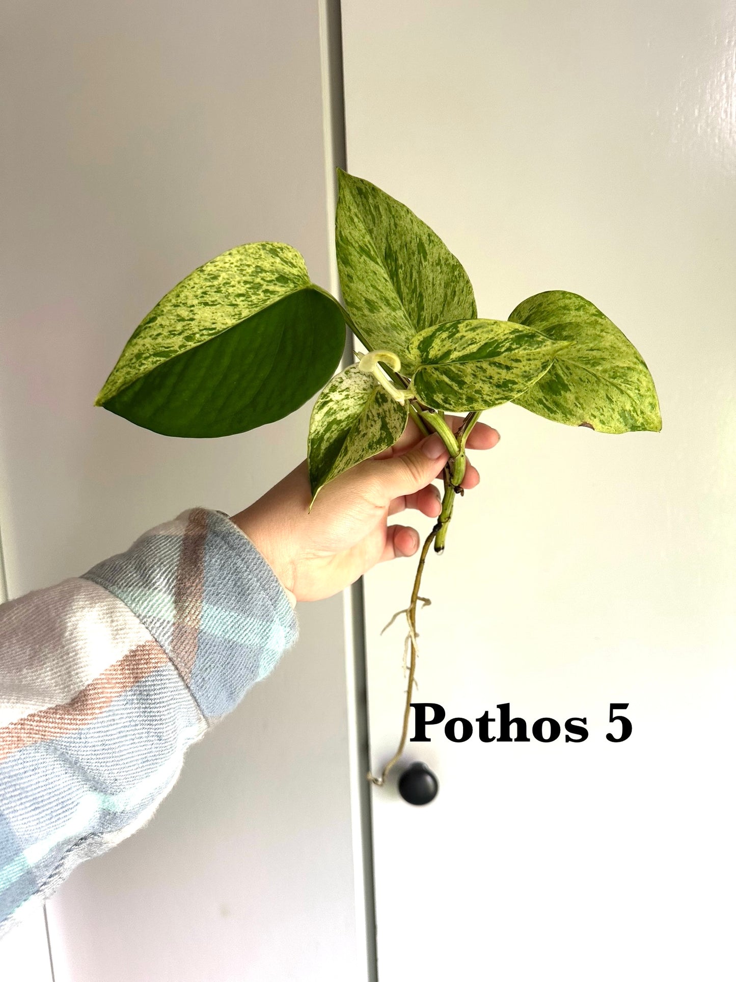 Plants