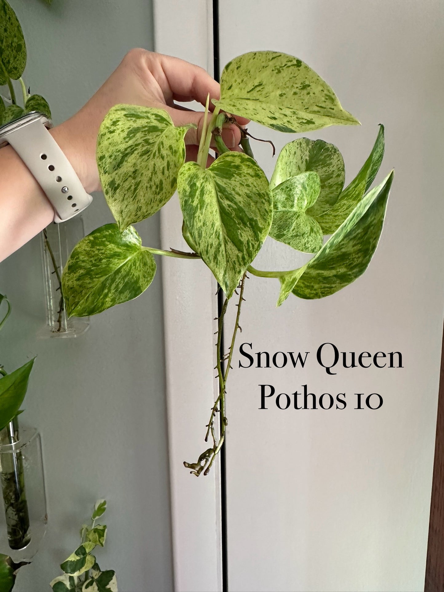 Plants
