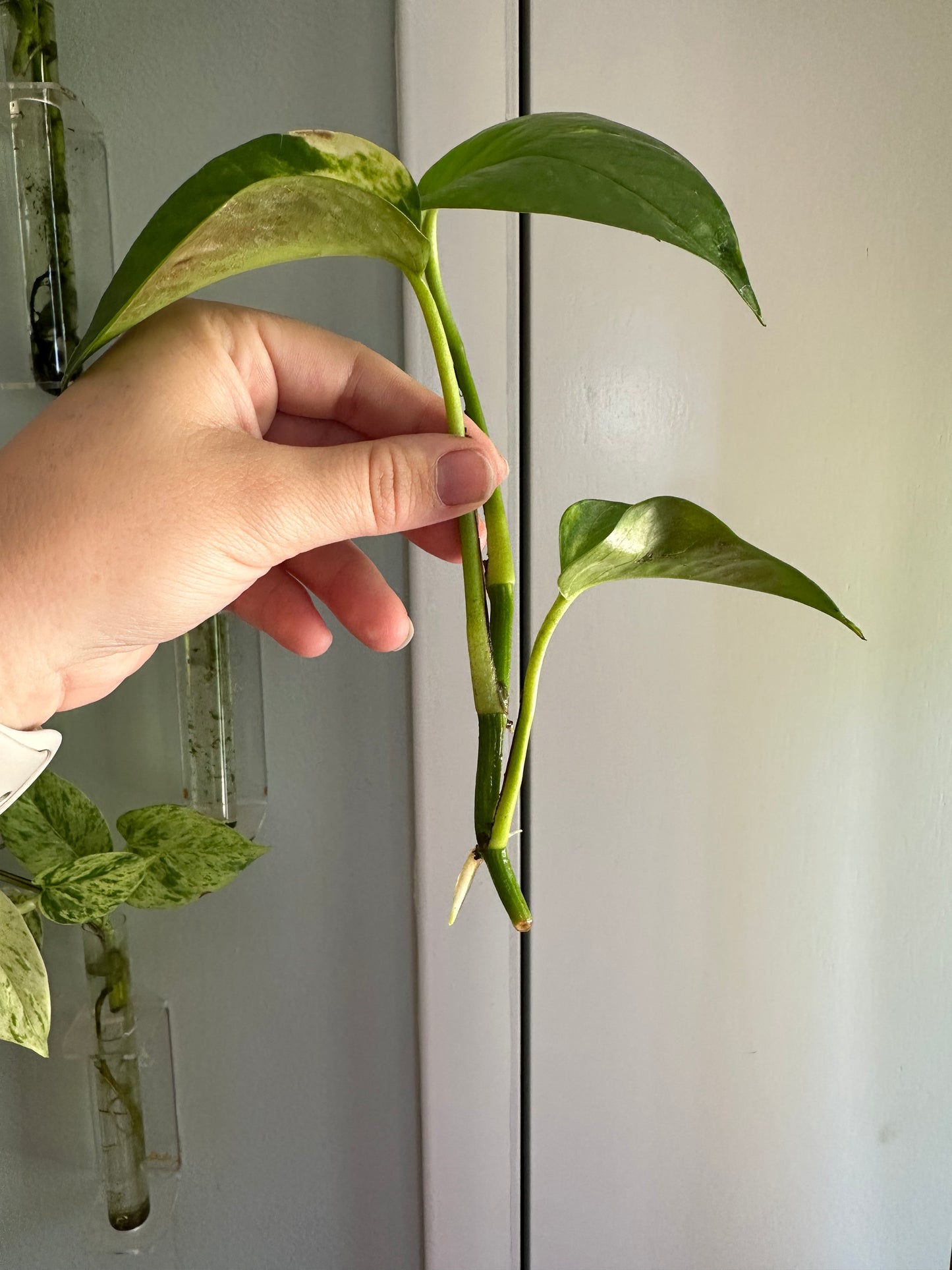 Plants
