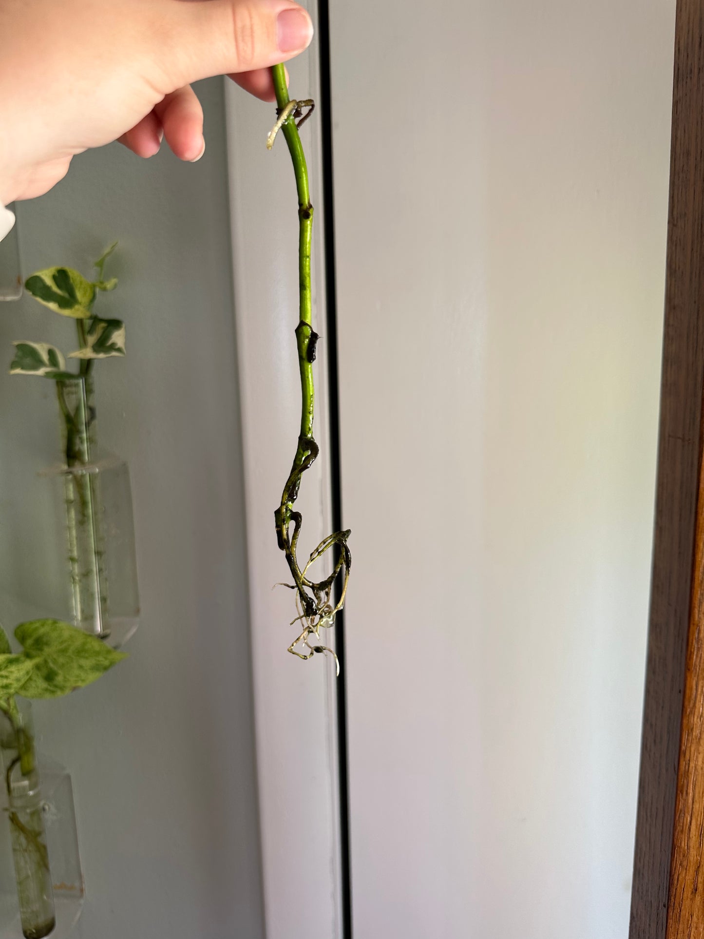 Plants