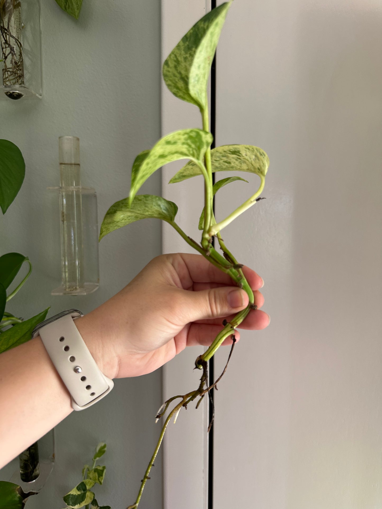 Plants