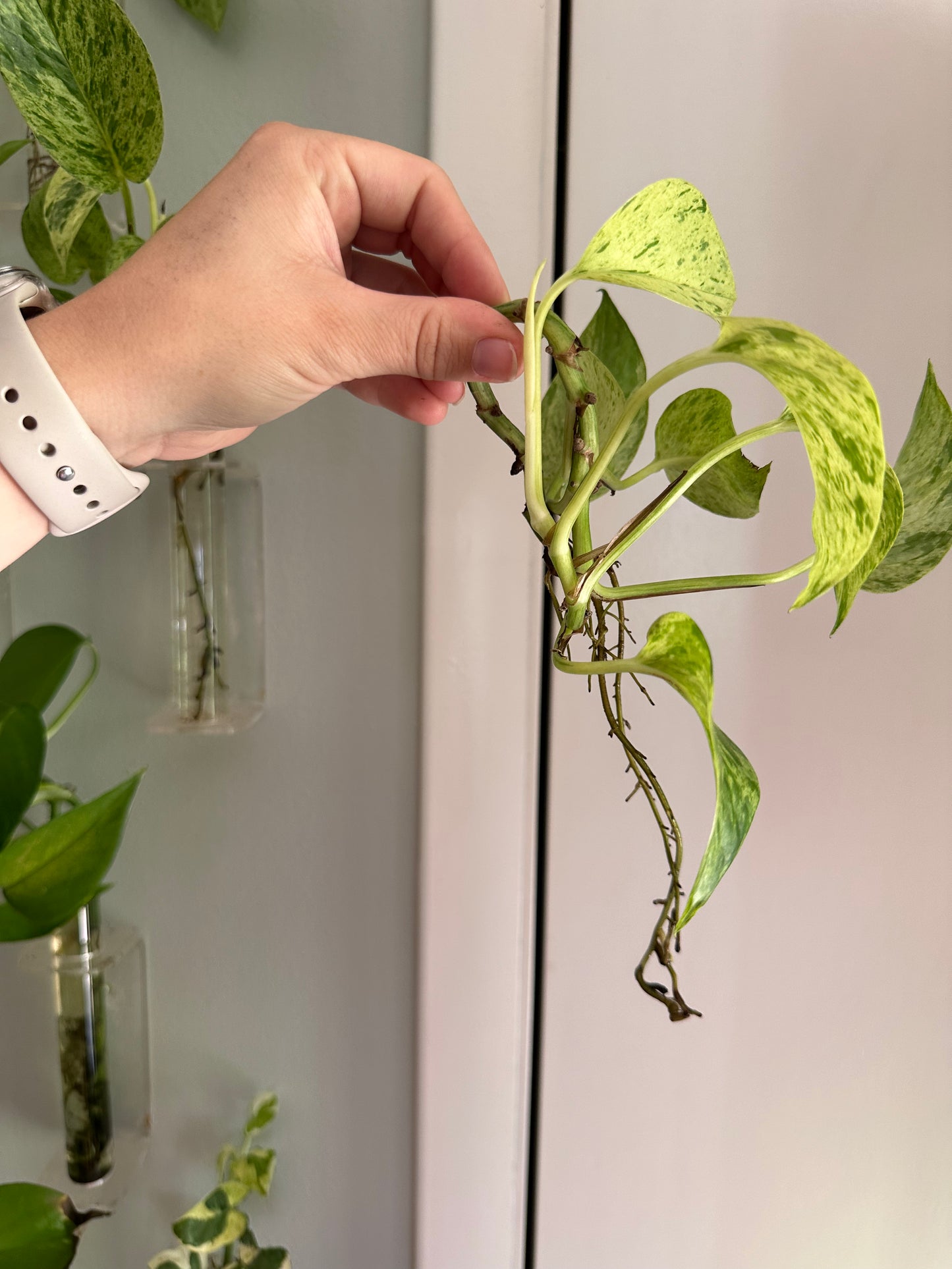 Plants
