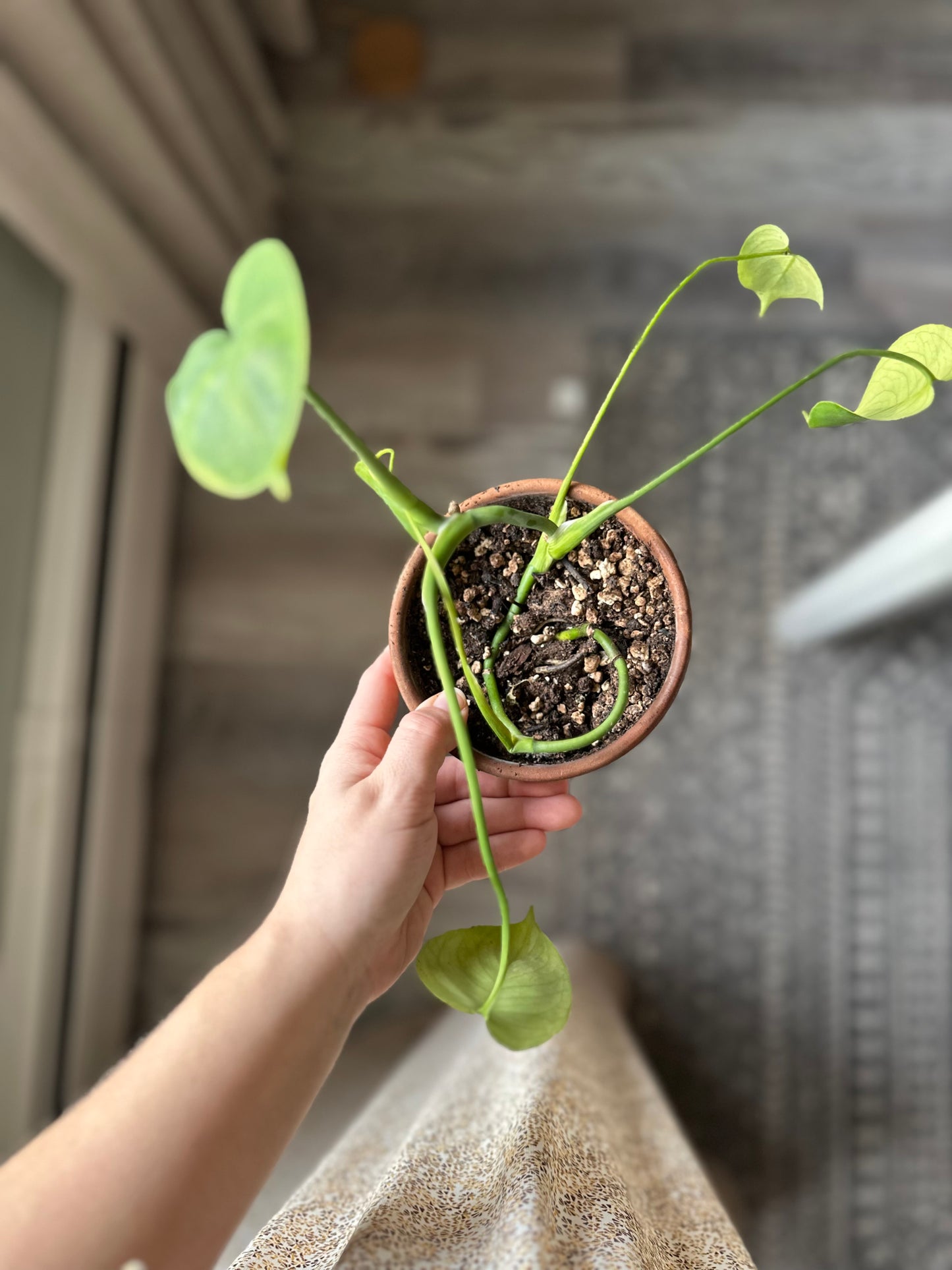 Aloha Wave Plant Hanger